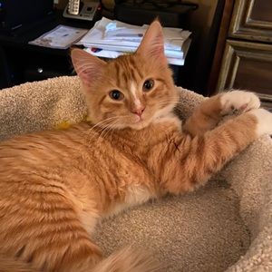 Meet your Posher, Kenny